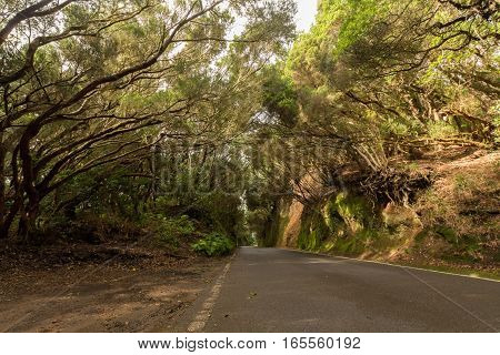 Road TF-12 in Anaga Rural Park - ancient forest on Tenerife Canary Islands winter travel destination