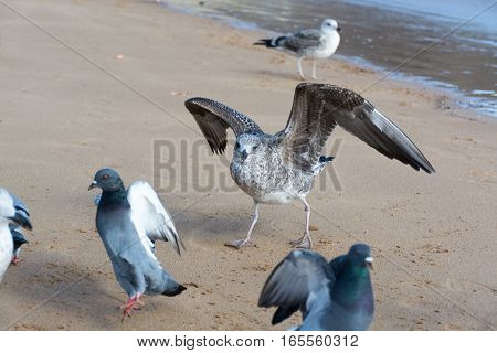 Bird Seagull on the yellow sandy beach close up