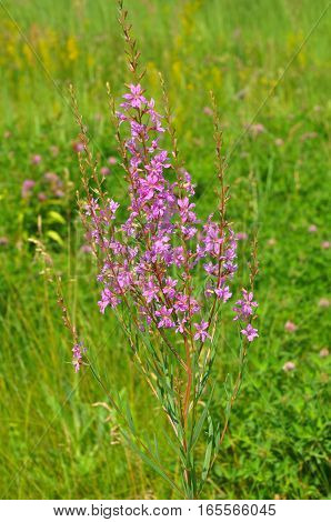 Chamerion angustifolium commonly known in North America as fireweed