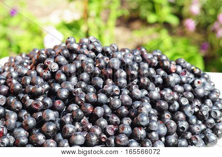 Close up on organic blueberry in beautiful garden background. Vaccinium myrtillus is a species of shrub with edible fruit of blue color commonly called bilberry whortleberry or European blueberry