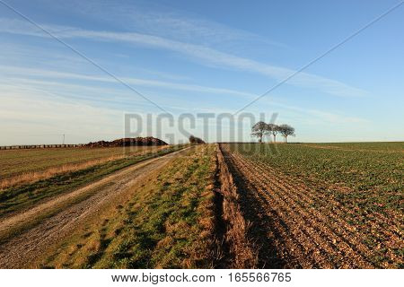 A farm track through farmland leading to beech trees and a trig point on a tumulus or ancient burial mound in the scenic Yorkshire wolds landscape in winter.