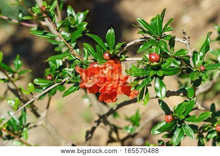 The flower grenade is ordinary (lat. Punica granatum)