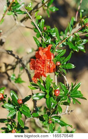 Pomegranate vulgaris (lat. Punica granatum) it blooms in summer Park