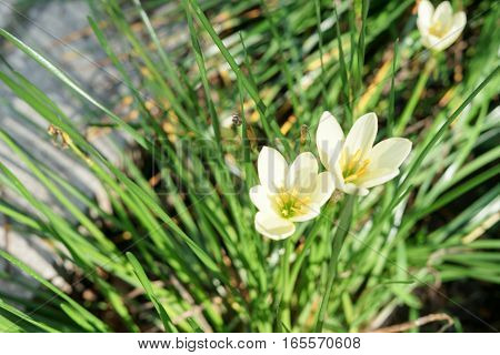 White flowers Zephyranthes Lily or Rain Lily for background