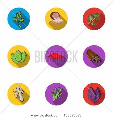 Herb and spices set icons in flat style. Big collection of herb and spices vector symbol stock
