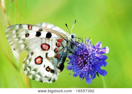 farfalla su fiore