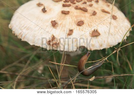 Slug eating mushroom. Macrolepiota procera. Arion lusitanicus.