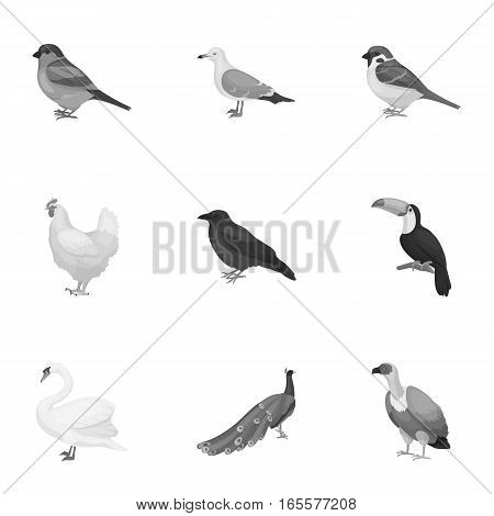 Bird set icons in monochrome style. Big collection of bird vector symbol stock