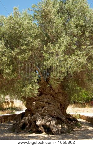 Ancient Olive 