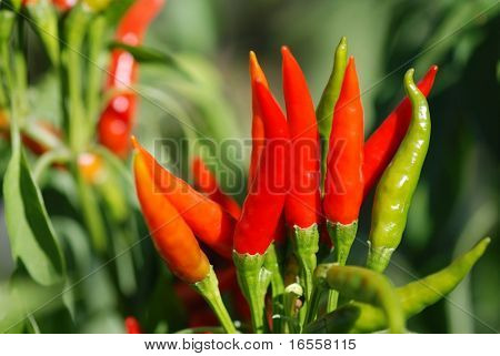 pimiento rojo