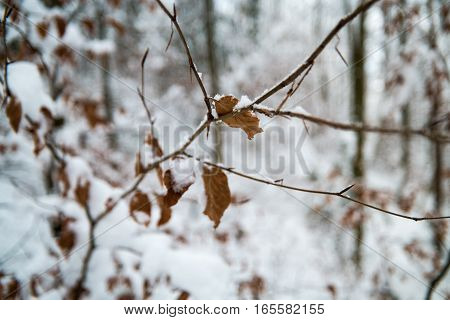 Leaves In Winter Covered In Snow