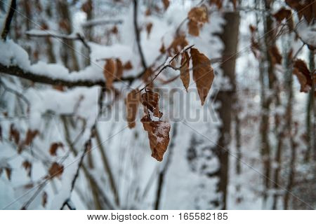 Leaves In Winter Covered In Snow