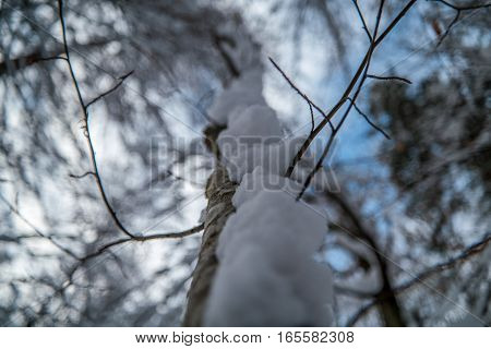 Tree Covered In Snow