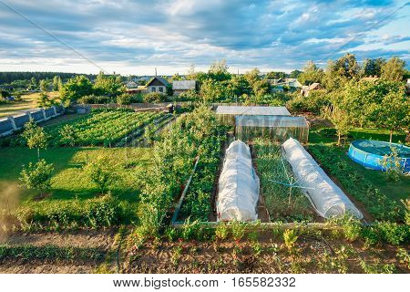 Vegetables Growing In Raised Beds In Vegetable Garden. Summer Season
