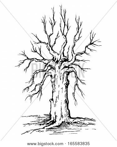 Vector sketch krona and trunk of a tree without leaves.