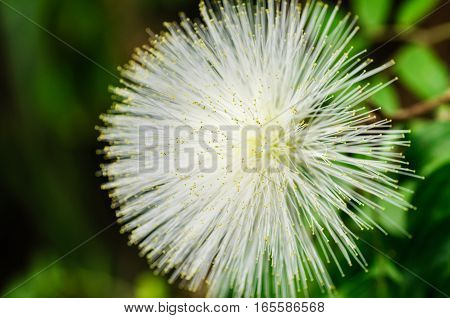 White flower on dark green could be used as background