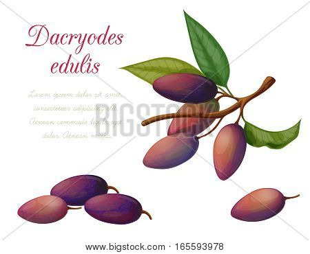 Vector illustration of fruit dakriodes executed in a realistic style. Isolated objects on a white background. A series of exotic fruits