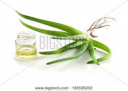 Aloe vera plant and a glass with gel used for medicinal purposes skin treatment and cosmetics isolated with shadows on a white background