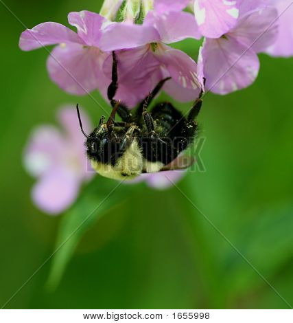 Abeja