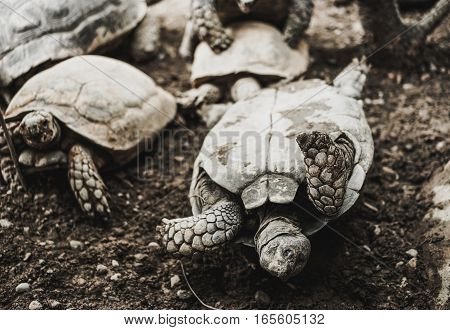 turtes turn over in the zoo with dark tone