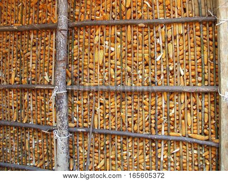 stock of dry corn in granary in contryside of Thailand