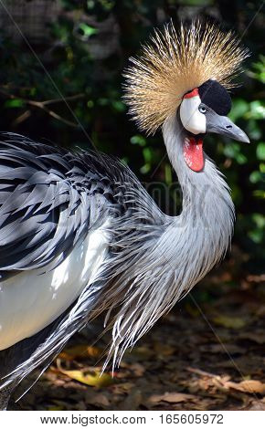 The grey crowned crane (Balearica regulorum) is a bird in the crane family Gruidae. It occurs in dry savannah in Africa south of the Sahara, although it nests in somewhat wetter habitats.