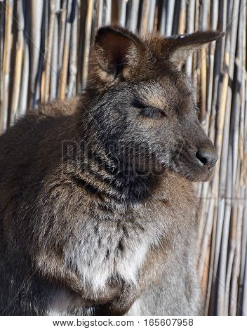 A wallaby is any animal belonging to the family Macropodidae that is smaller than a kangaroo and hasn't been designated otherwise.