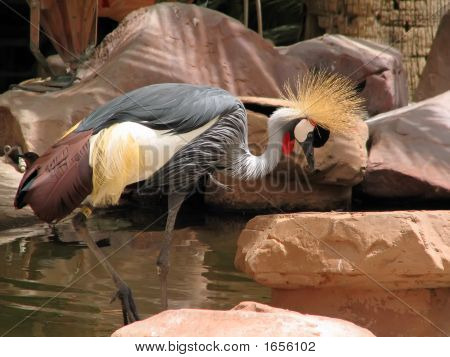 African_Crane