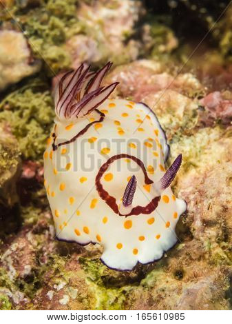 Chromodoris Annulata Nudibranch, Sea Slug