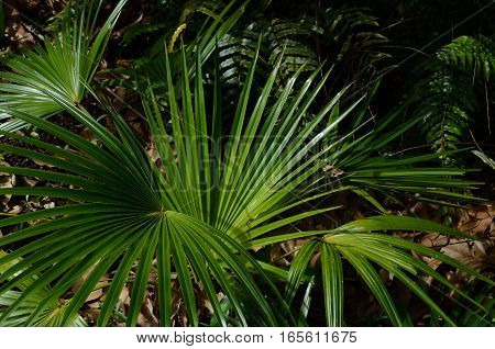 Palm Tropical Exotic Plant Green Earth Dead Leaf