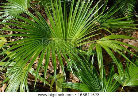 Palm Tropical Exotic Plant Green Earth Dead Leaf