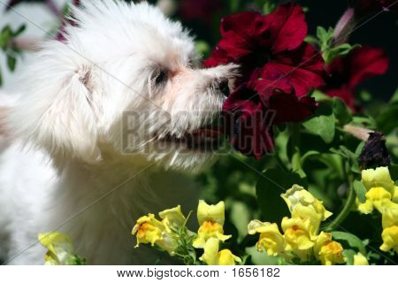 Malta kokulu çiçekler