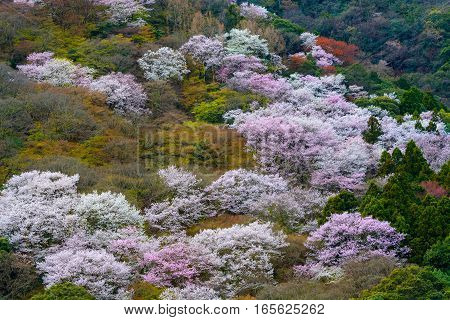 White and pink wild cherry blossoms on Mount Arashi in the Arashiyama area of Kyoto, Japan
