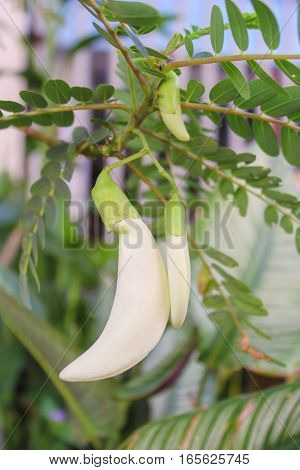 White agasta flower of Sesbania Vegetable Hummingbird , vegetable and herbs for health