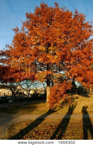 Alte ombre sul giorno di autunno