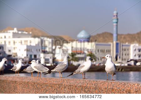 MUSCAT, OMAN: Seagulls at Muttrah corniche with  Sur Al Lewatia Mosque in the background