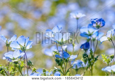 So beautiful blue nemophila blooms abundantly .