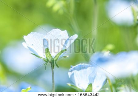 So beautiful blue nemophila blooms abundantly .