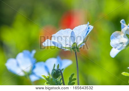 Beautiful nemophila blooms abundantly , in Ibaraki.