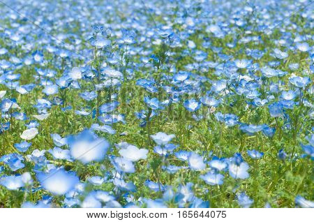 Nemophila is a beautiful flower , in Japan.