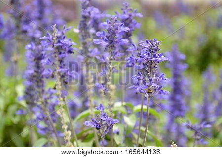 Blooming Blue Bugleweeds Ajuga