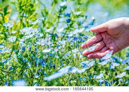 Nemophila is so beautiful flower , in Japan.