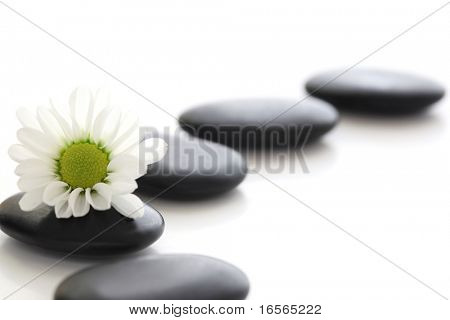 Pierres de spa et de Marguerite blanche