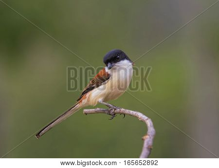 Bay-backed Shrike Bird (Lanius vittatus) perching on a branch