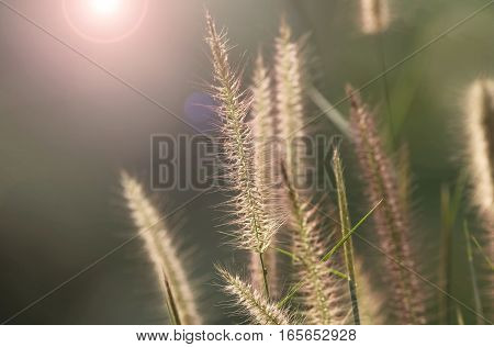 Beautiful grass flower in sunset time Penisetum Polystachyon Flowers.