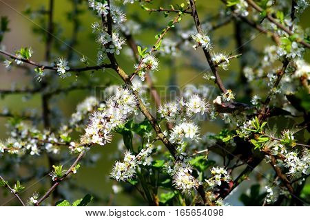 Hawthorn shrub with white blossom. White five petals flowers with big stamen.