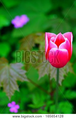 Hot pink tulip close up, selected focus. Shallow natural green focus background.