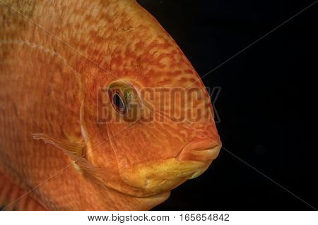 Portrait of cichlid fish (Heros sp.) in aquarium