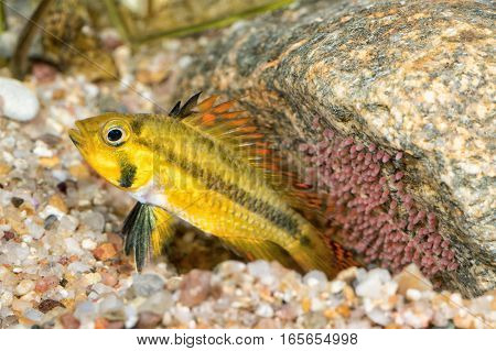 Portrait Of Cichlid Fish (apistogramma Cacatuoides)