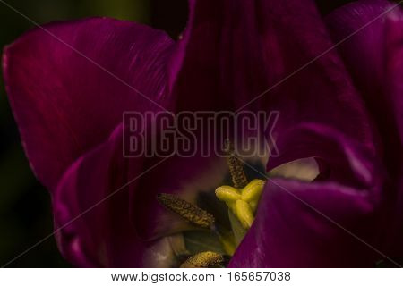 violet flower purple macro garden yellow spring